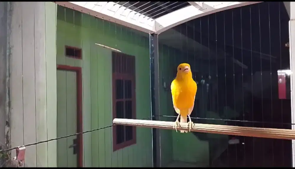 Kenari Lokal Kuning Gacor