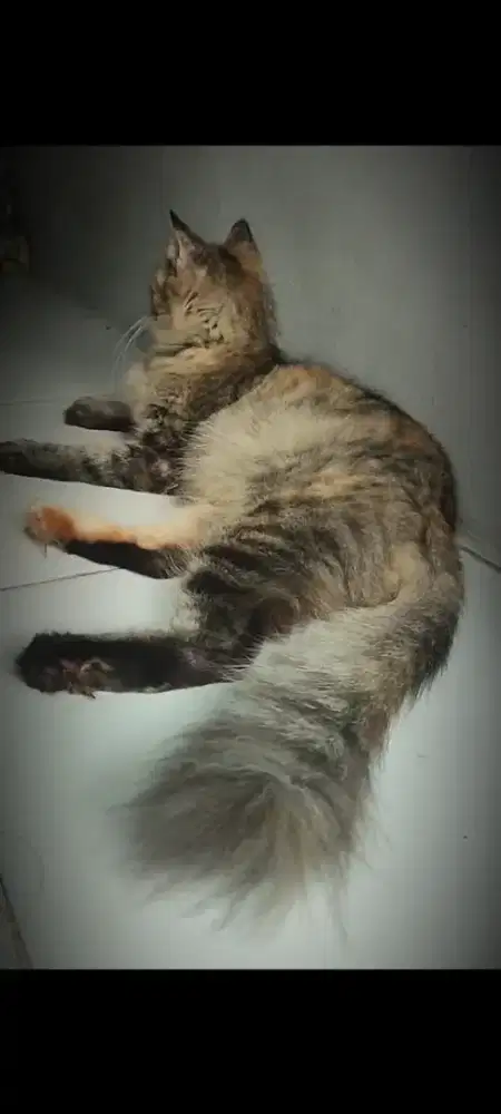 Kucing Persia Betina Mujair usia 5 bulan