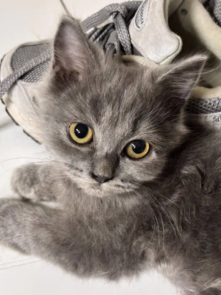 DIJUAL kitten umur 3 bln (ras persia X anggora)