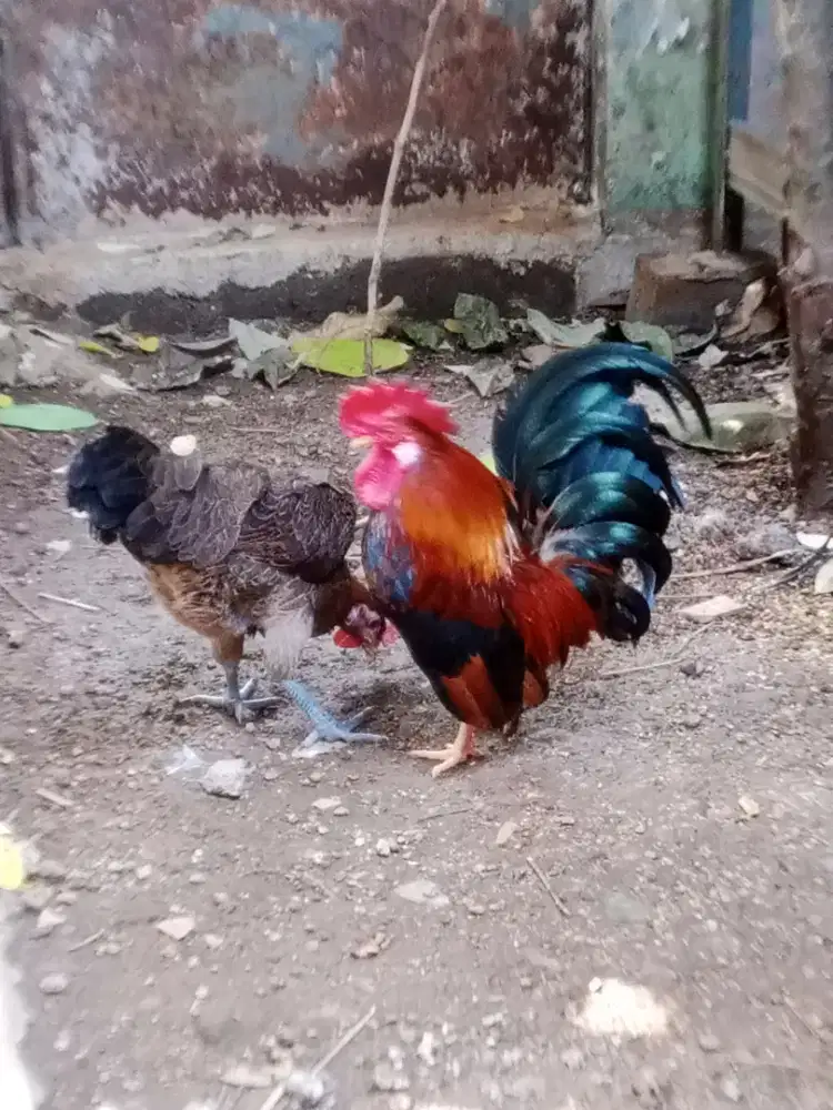 Ayam Kate pasangan