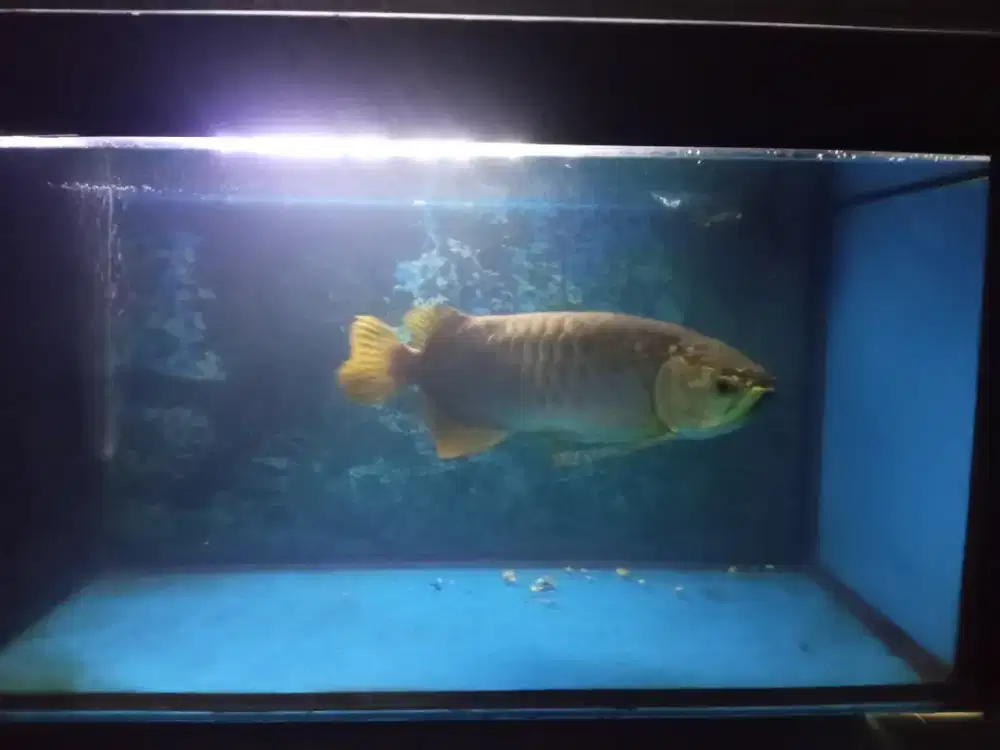 D jual ikan golden fish arwana berikut aquarium