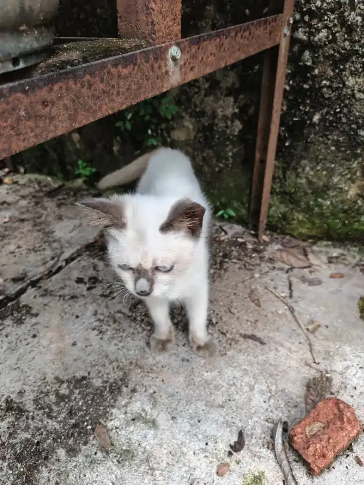 Open adopsi kucing Himalaya, jantan