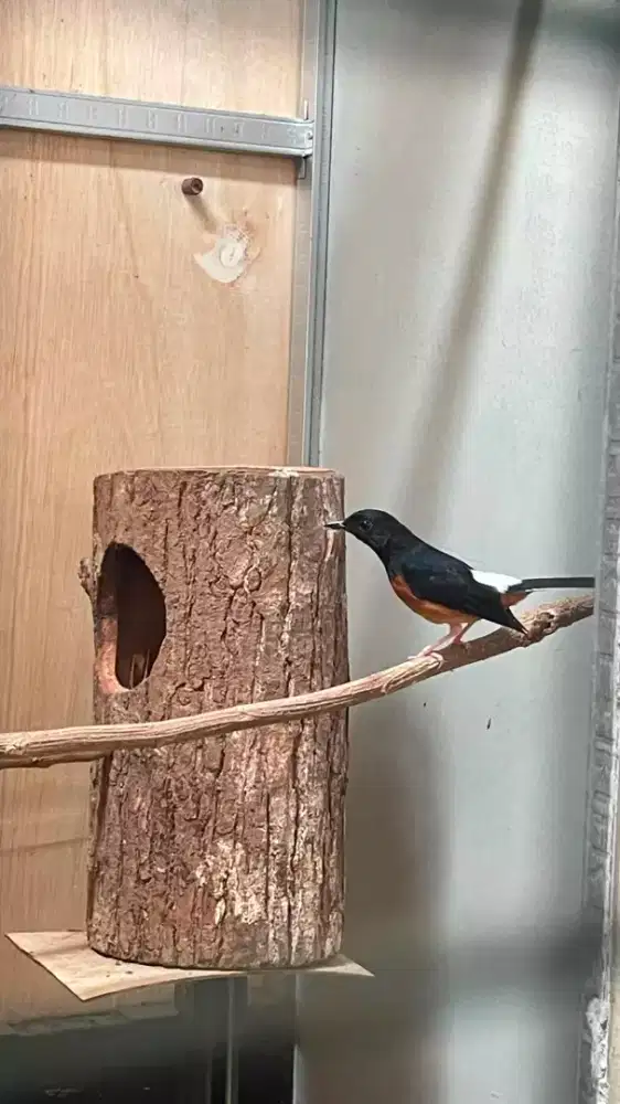 Burung Murai Batu Betina