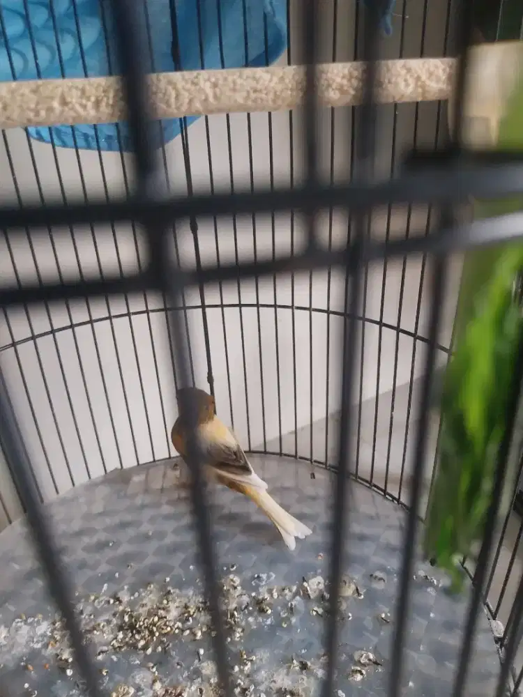 Burung kenari jambul warna bond jantan