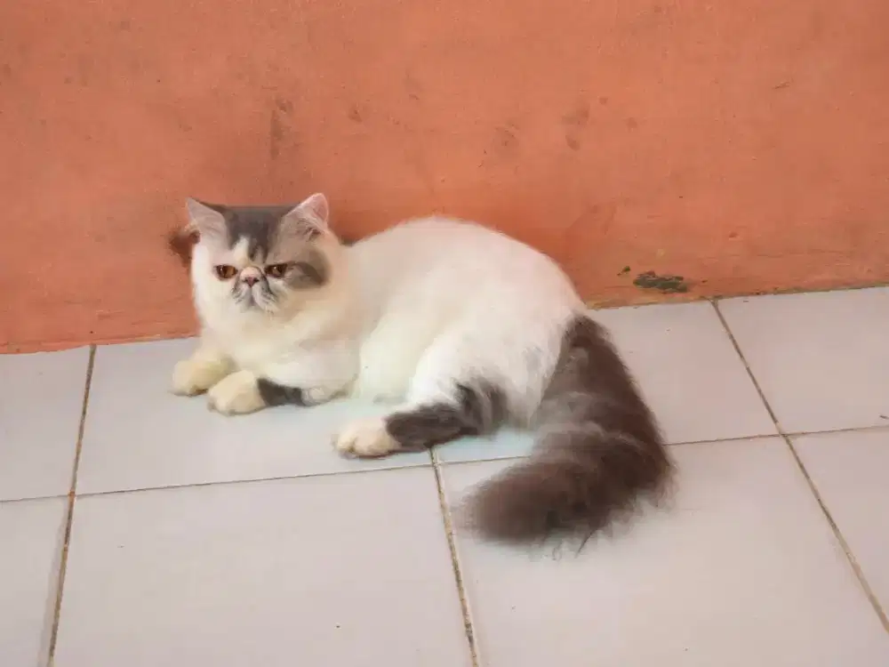 Kucing Munchkin peaknose