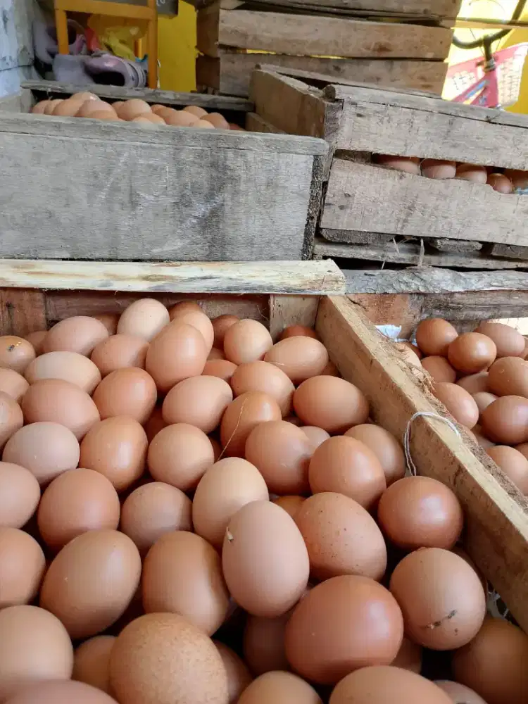 Telur ayam Baru Laris