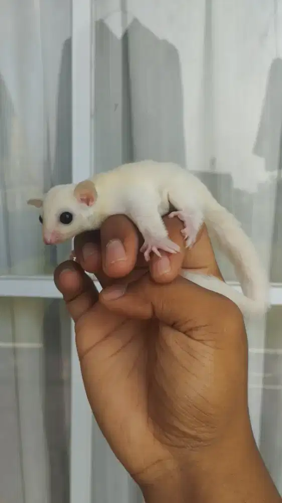 Sugar Glider Leucistic Joey