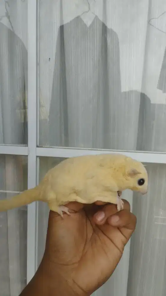 Sugar Glider Leucistic