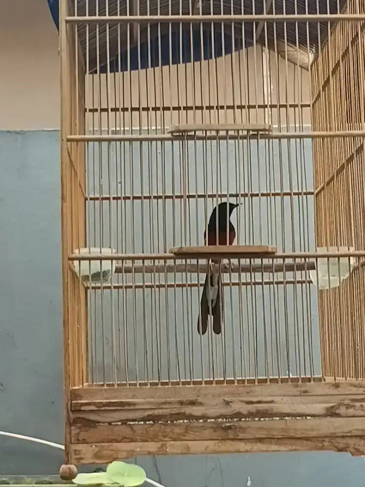 Burung murai jantan