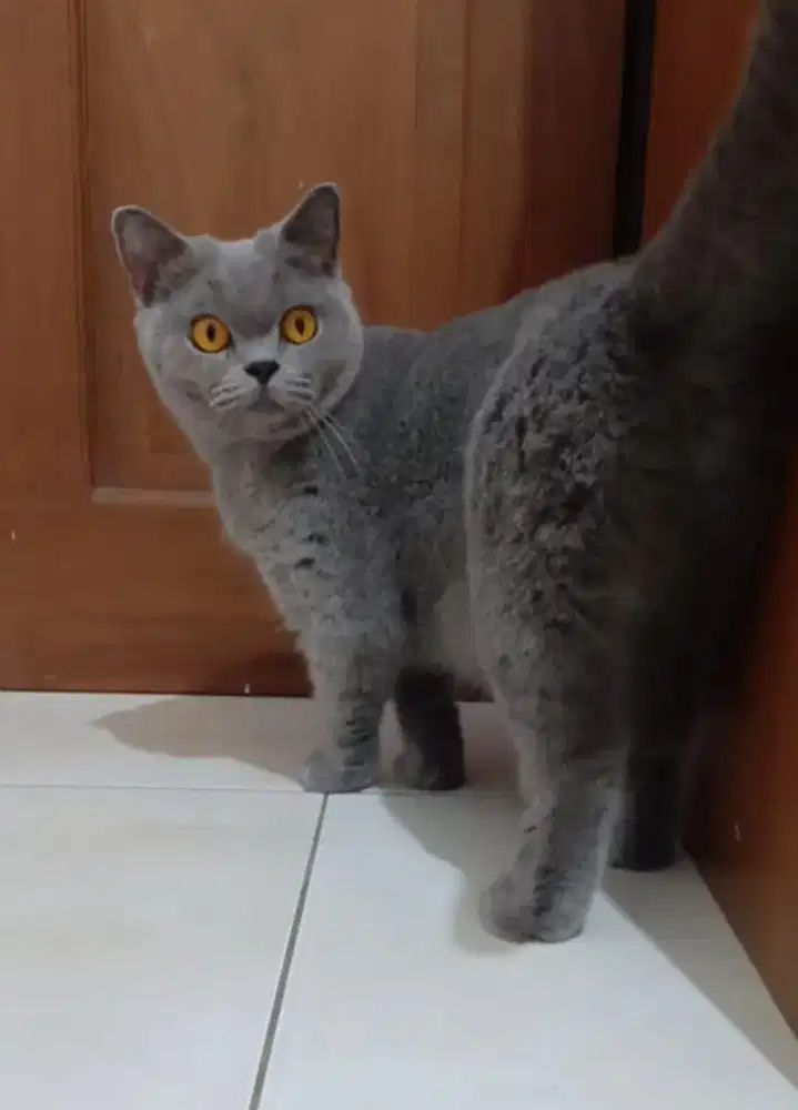 British shorthair blue solid pedigree CFA kucing bsh ped cfa betina