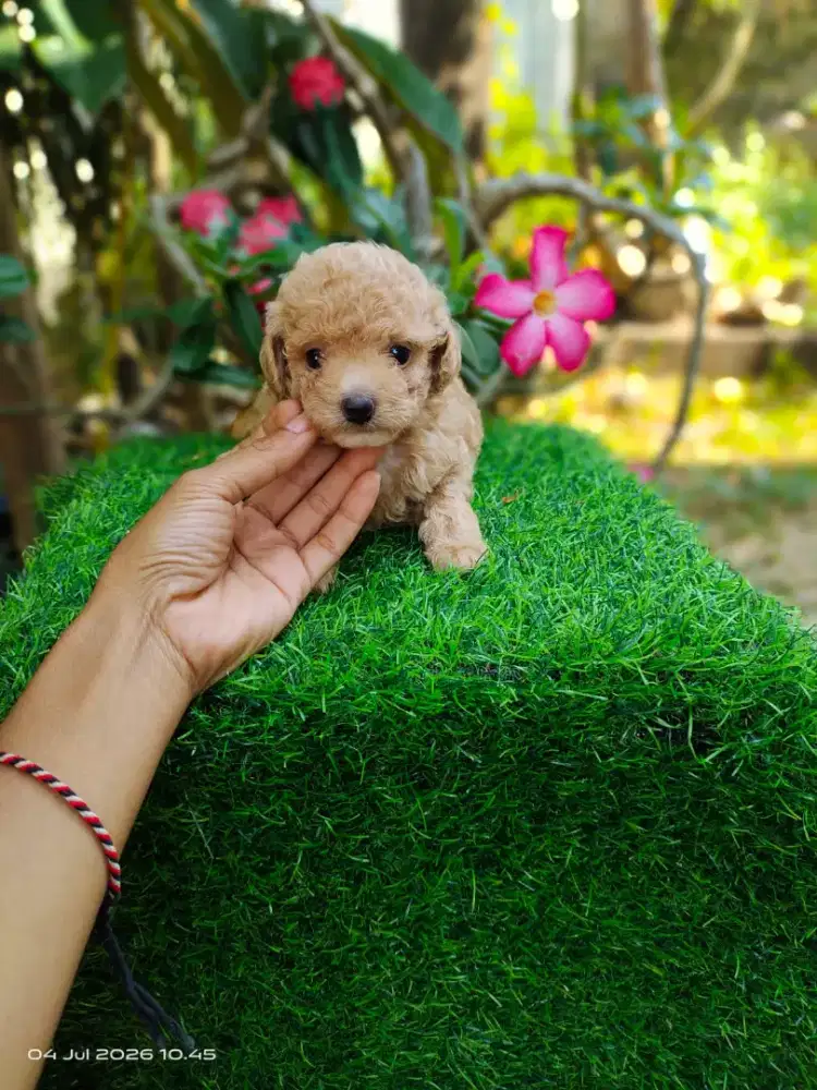 Tiny Female vaksin poodle