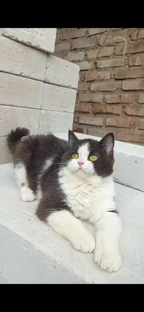 Kucing betina bsh warna choco 4 bulan