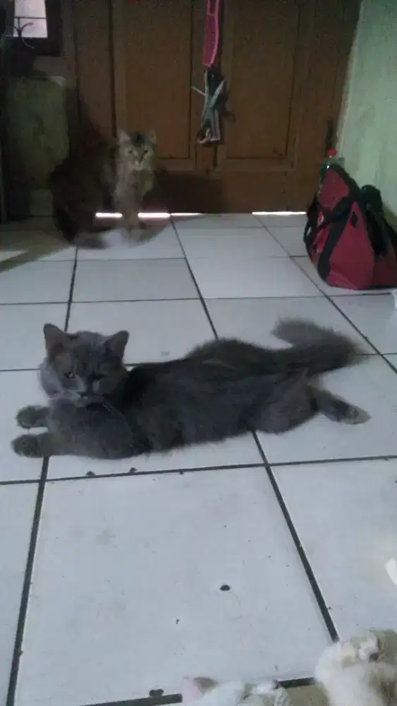 Kucing Persia abu2