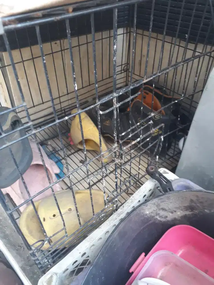 Kandang kucing masih layak tinggal cuci saja