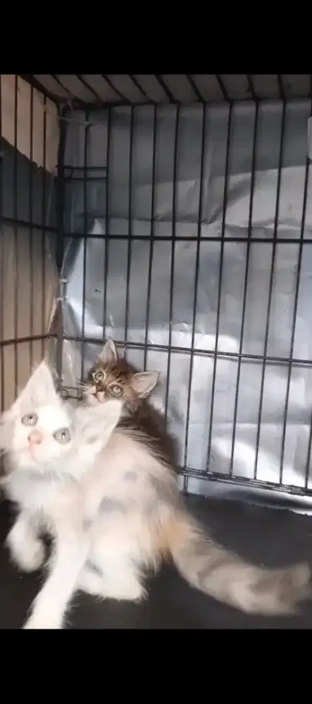 Kucing Anggora Dan Persia 2 ekor