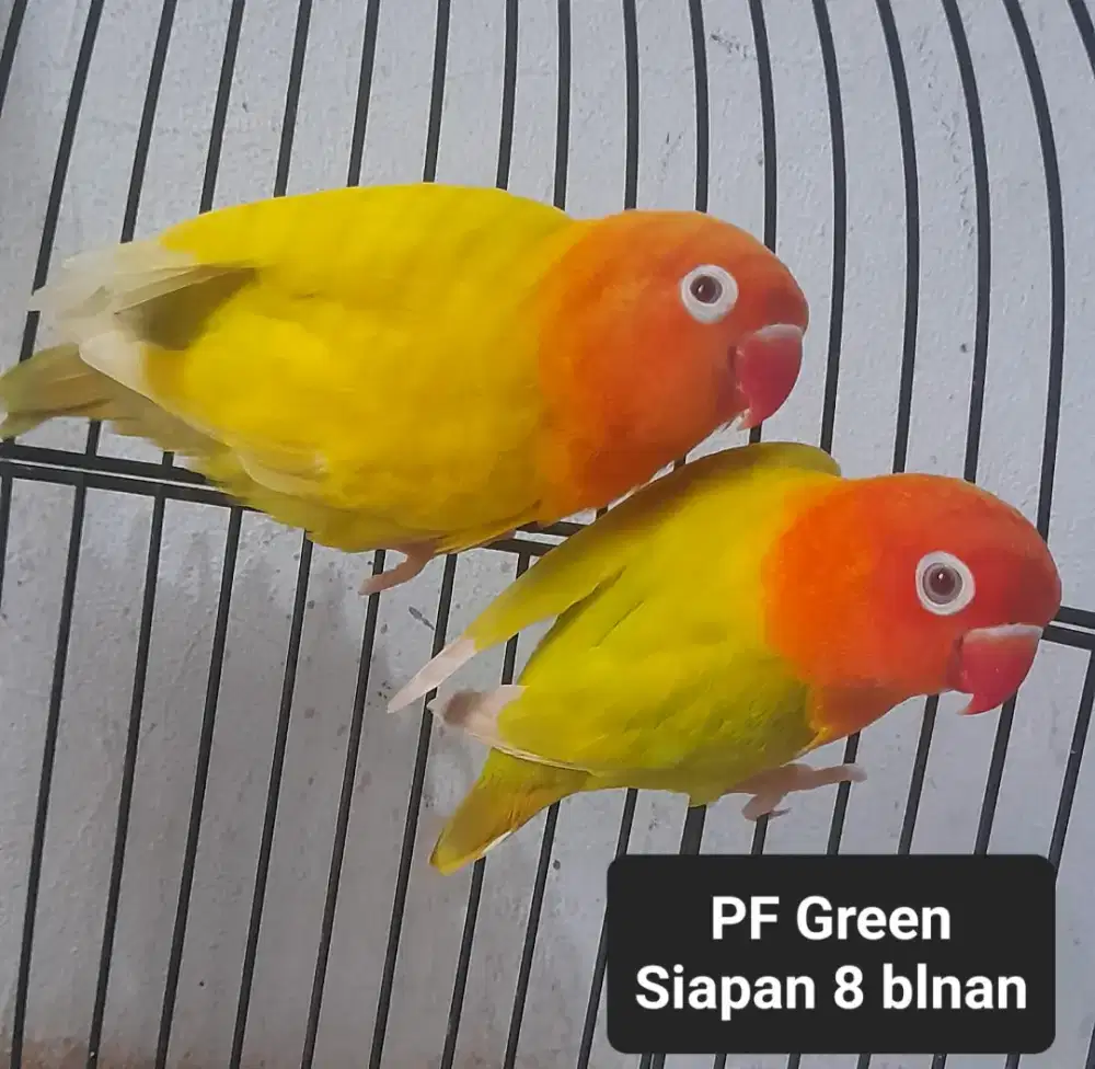 Lovebird PF dan BPE