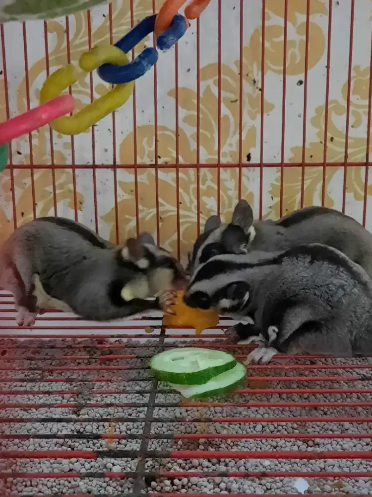 jual sugar glider