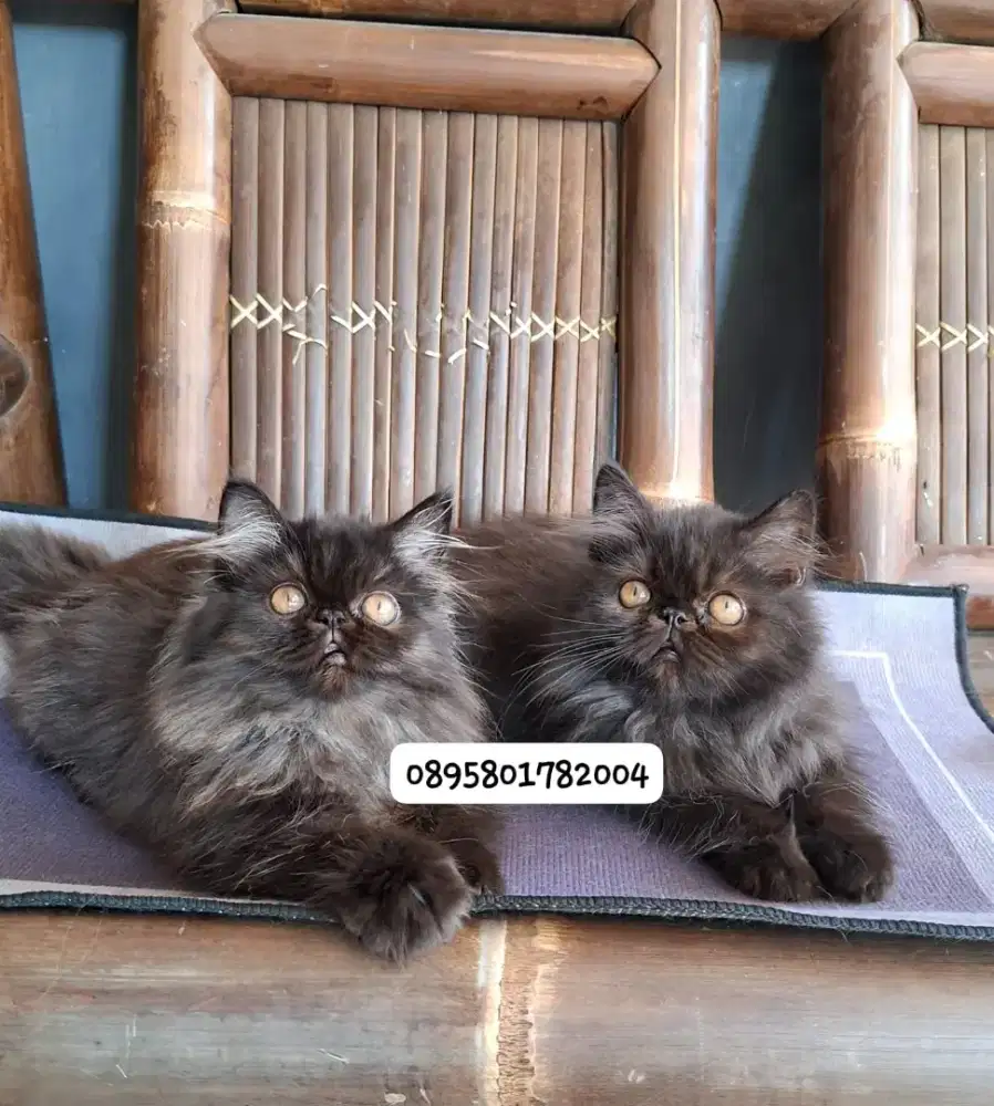 Kucing persia betina /kitten persia peaknose  /kucing peaknose  jantan