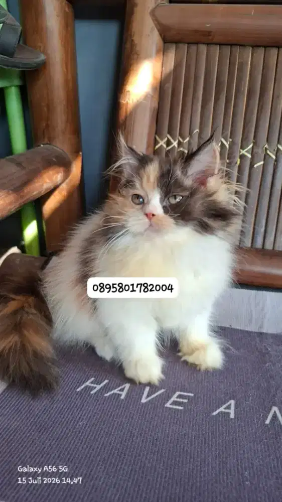 Anak kucing anggora/kitten persial  betina/kucing  persia  jantan