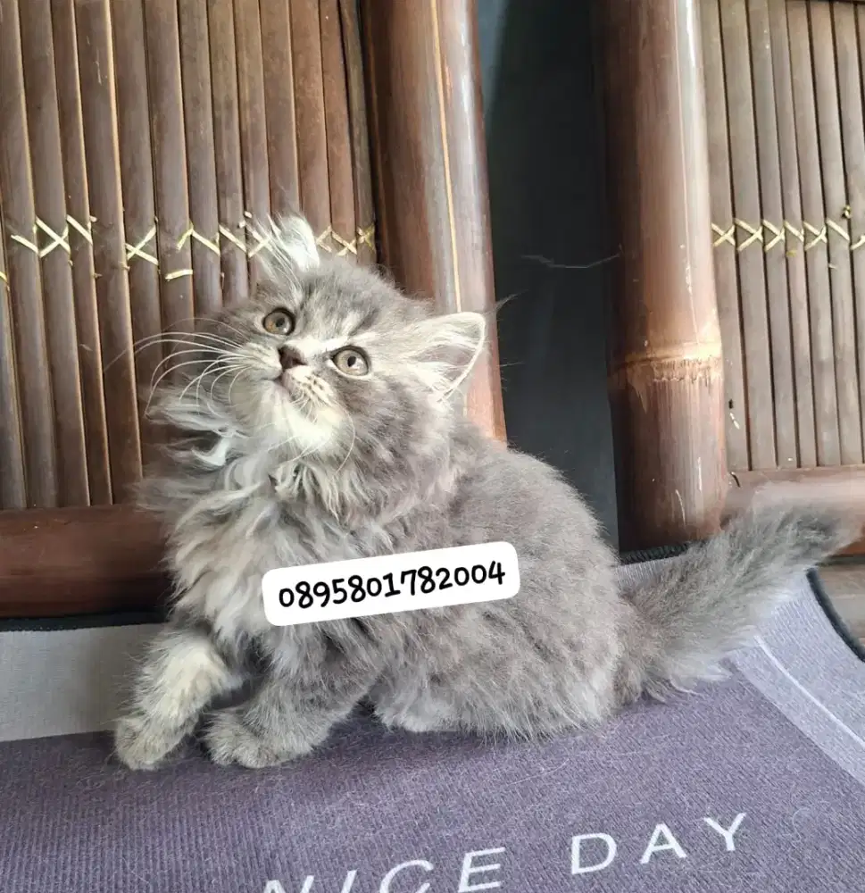 kucing persia jantan /kitten.persia jantan