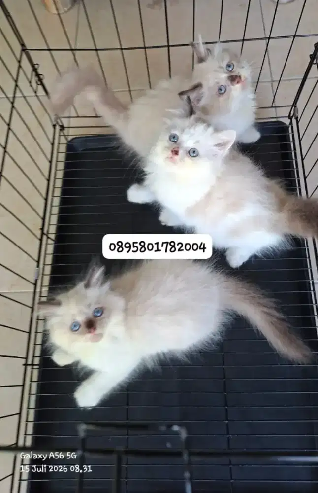 Anak kucing ragdol/kitten persia  betina/kucing ragdol mix persia
