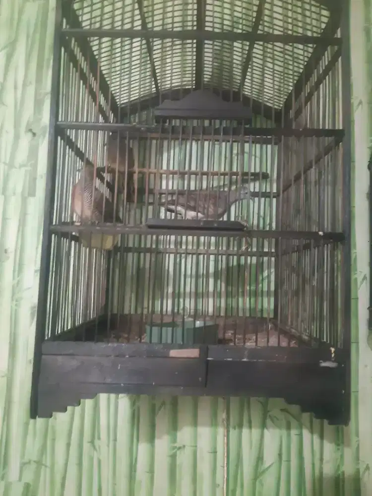 Burung perkutut lokal 3 ekor bunyi