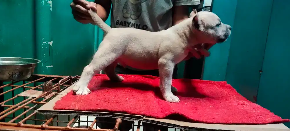 American bully puppy