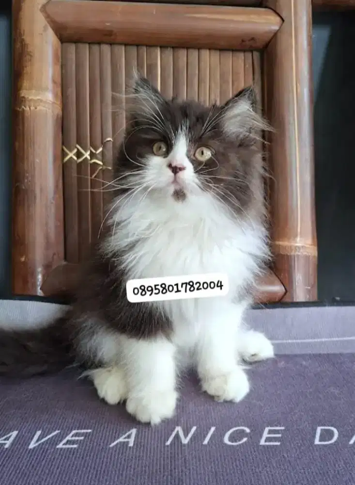 Anak kucing persia l/kitten persia peaknose/kucing peaknose jantan