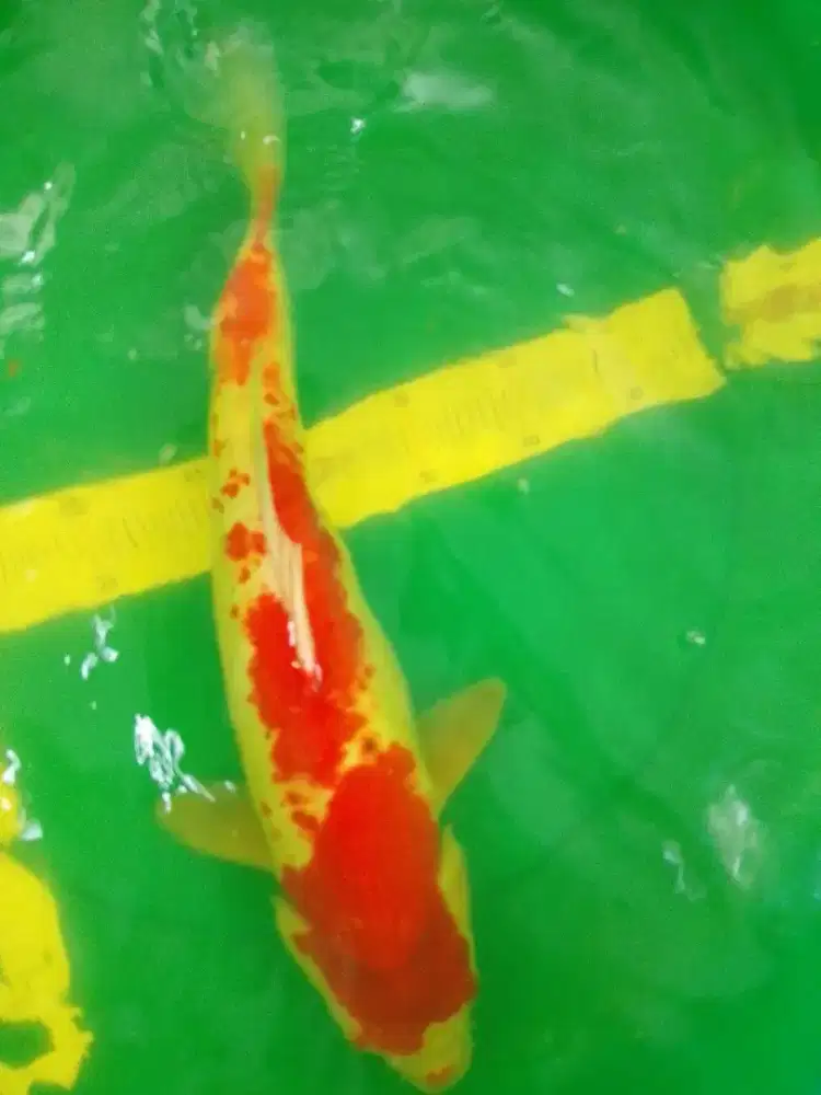 Ikan koi jenis Kohaku Kanoko size 44cm