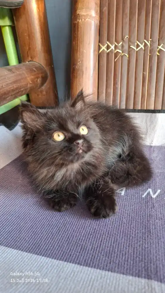 Anak kucing anggora/kitten flatnose jantan/kucing persia  jantan