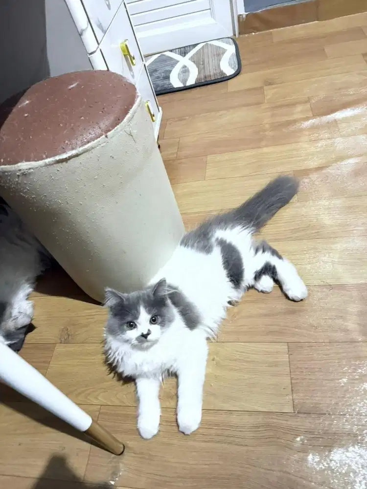 Kucing persian mix British