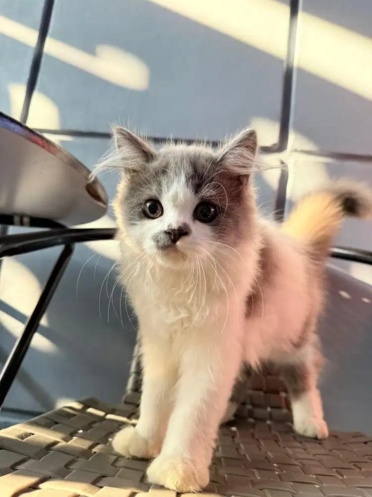 Kucing persian mix British
