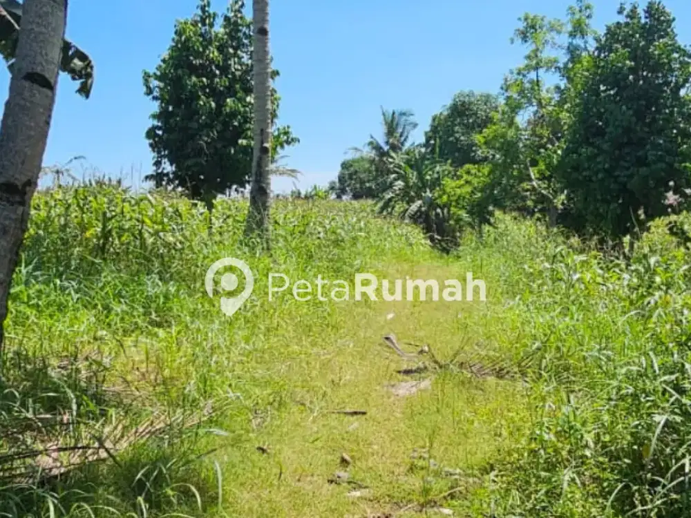 DIJUAL TANAH JALAN TEBU - DAERAH NAMORAMBE (DEWI NATALIA)
