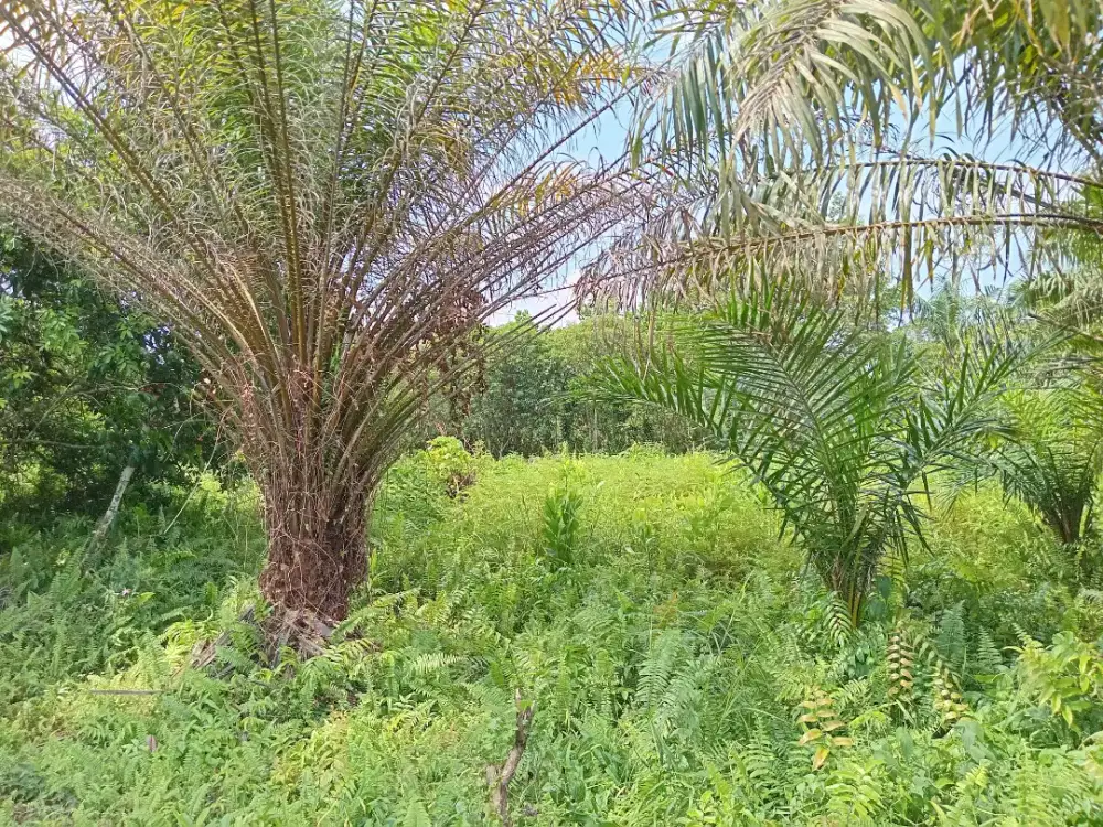 Dijual Tanah pekarangan