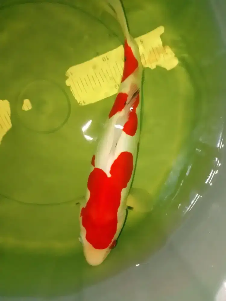 Ikan koi jenis Sanke Doitsu 37cm