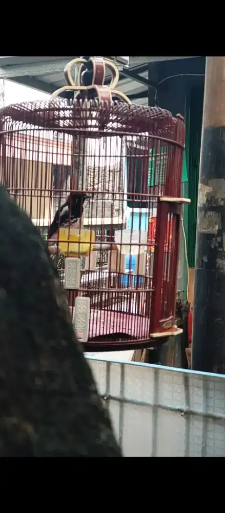 Anis Kembang Rajin Ngeplong Belajar Ngerol