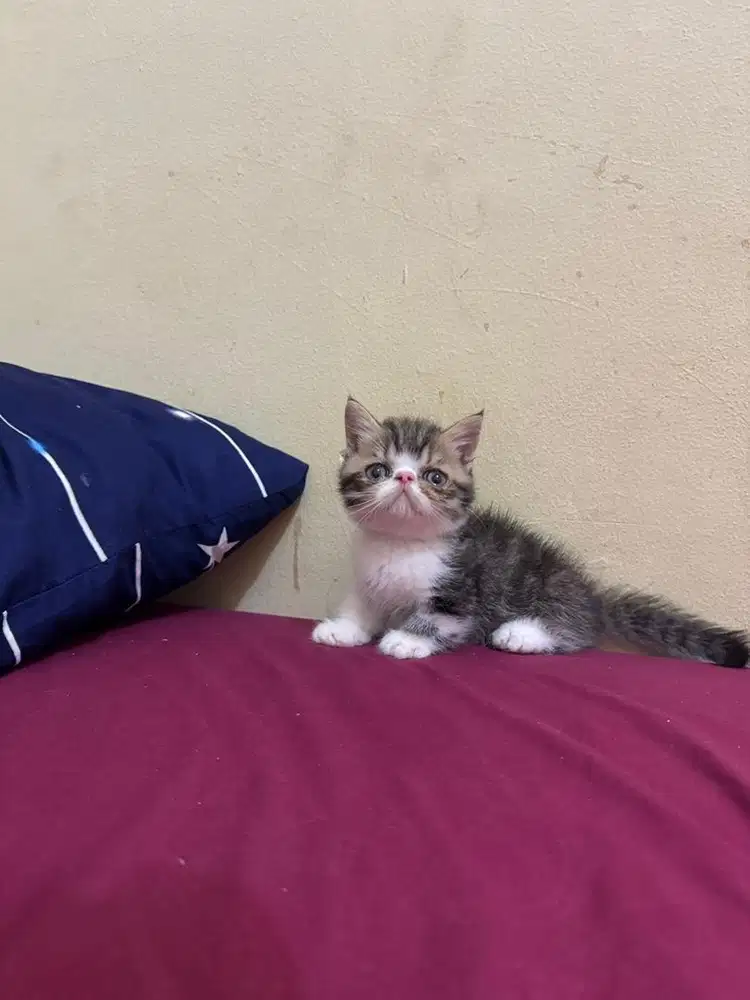 Kucing munchkin kitten rh jantan dan ns betina