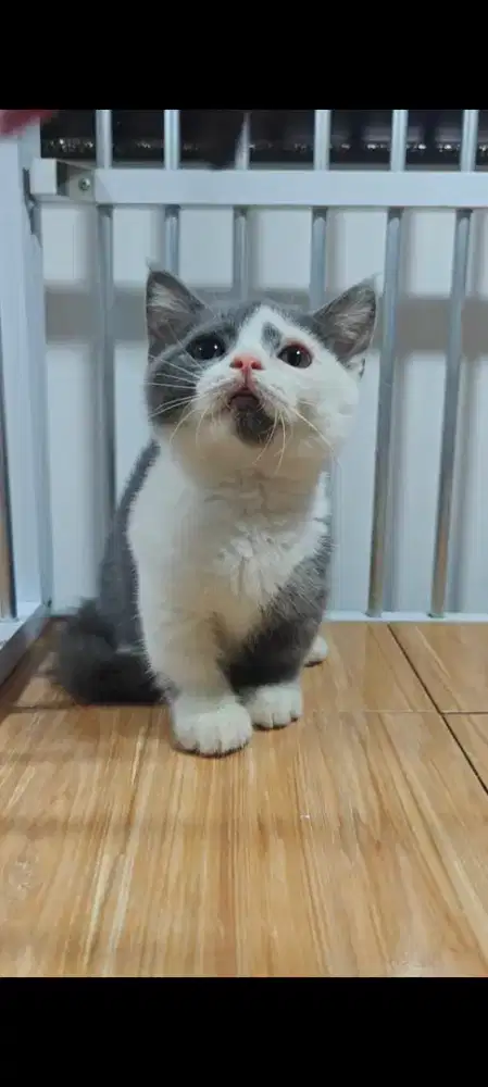 Kucing BSH munchkin