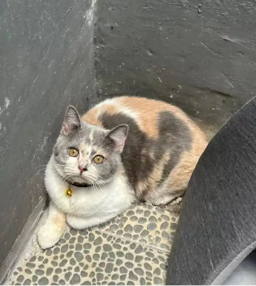 Kucing bsh british shorthair betina british short hair jantan