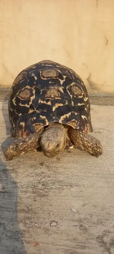 Kura kura pardalis