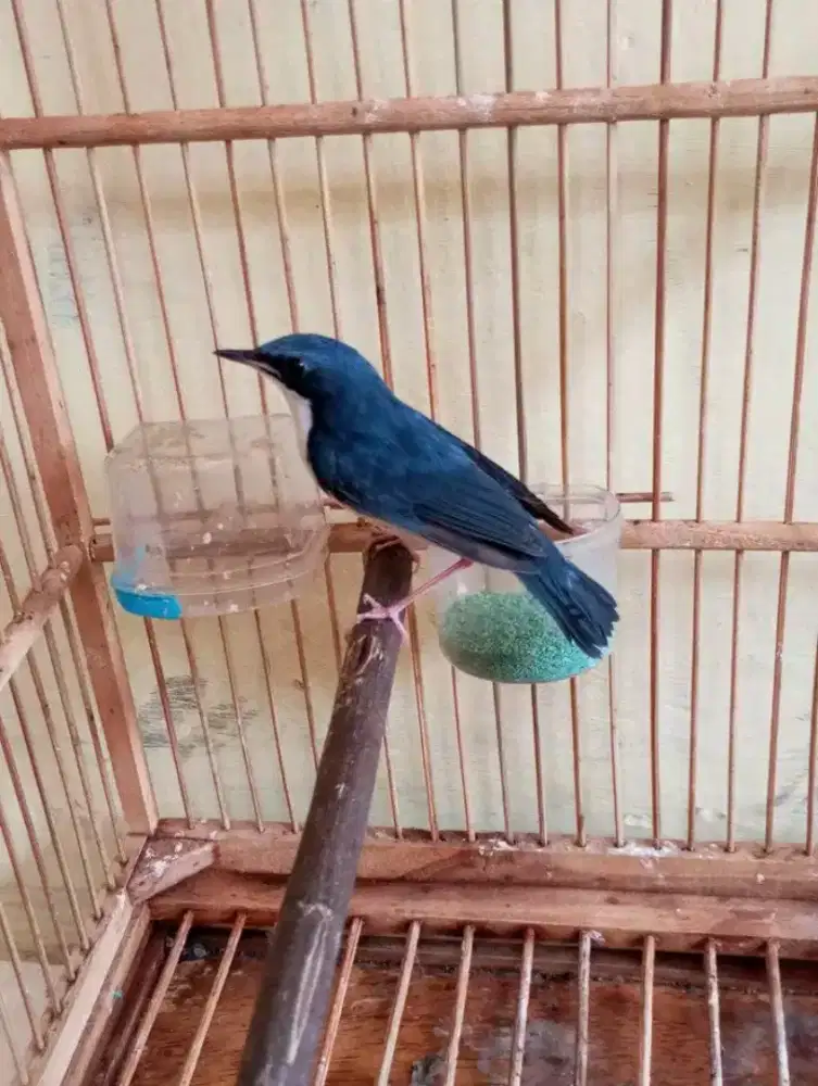 SBR Siberian blue robinn bunyi