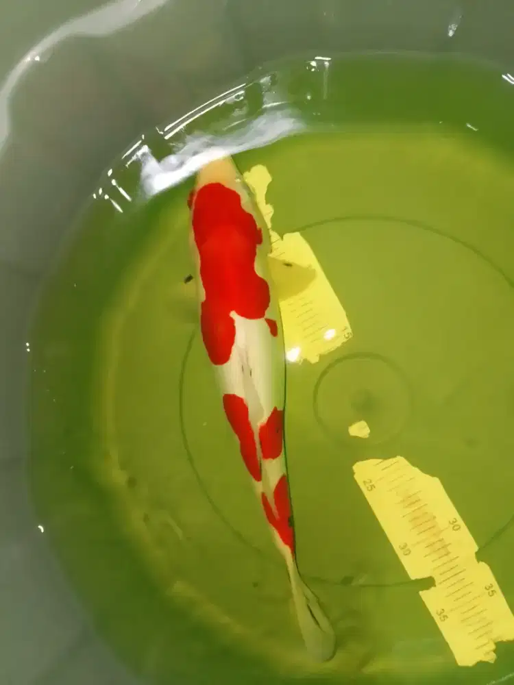Ikan koi jenis Sanke Doitsu 37cm