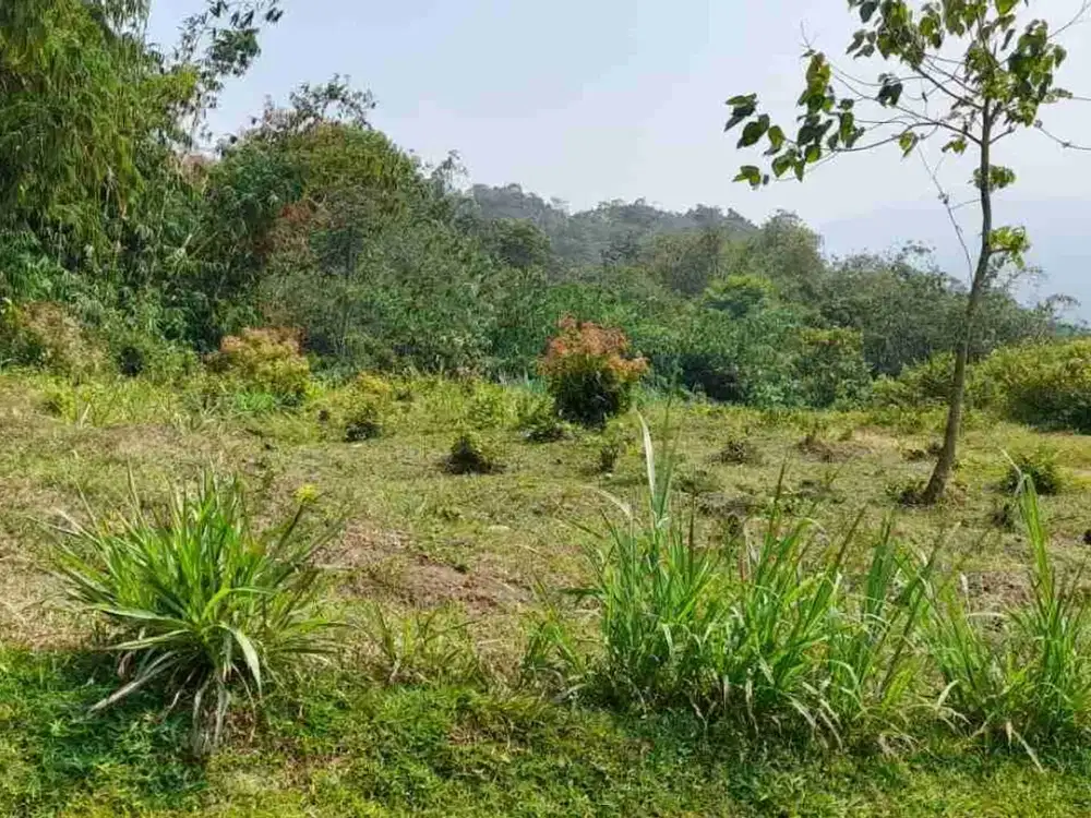 Tanah Subur Produktif di Bogor