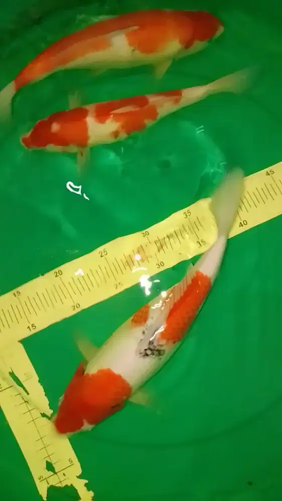 Ikan koi jenis Kohaku Sanke 30-33cm