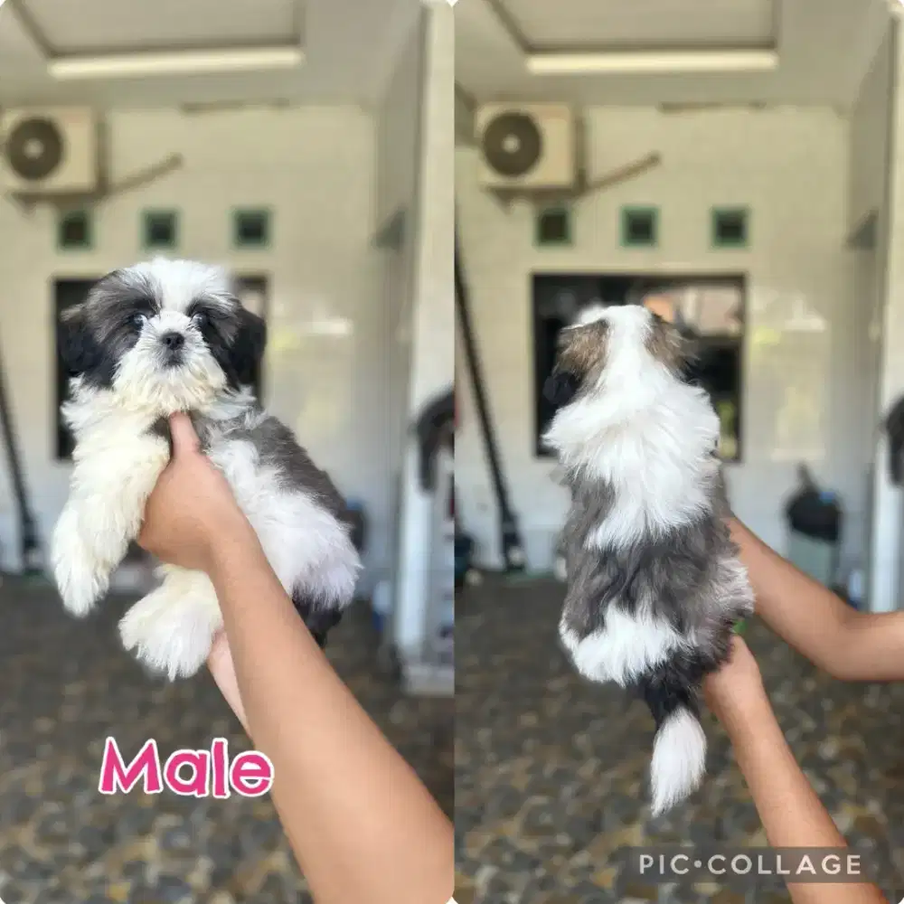 Shihtzu male puppy