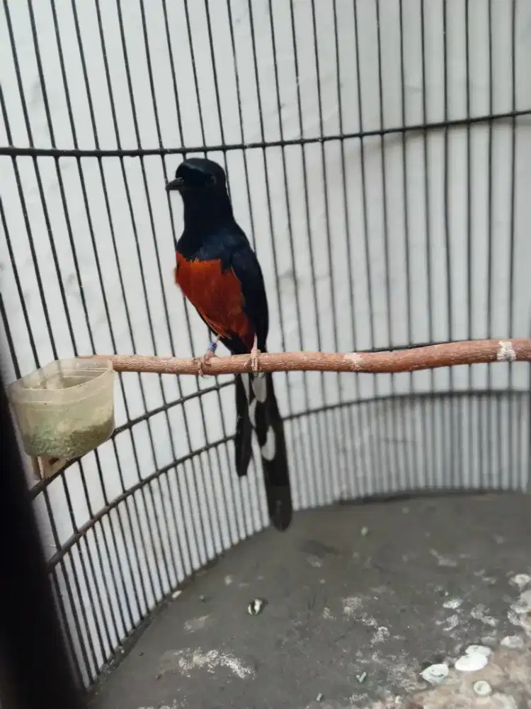 Di jual 1 pasang Murai