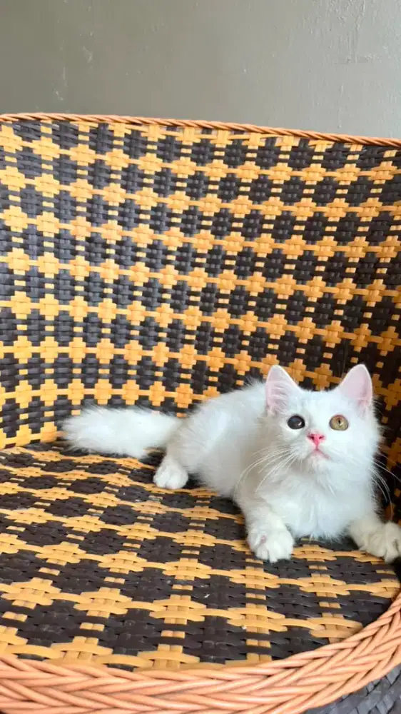 Kitten kucing persia medium