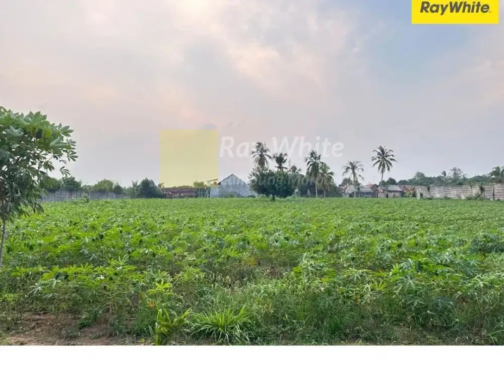 Dijual Tanah di Seputih jaya, Gunung Sugih, Lampung Tengah (Kode MH-HN 3609)