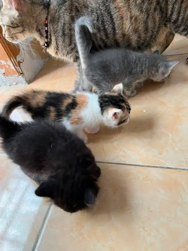 Kucing persia short hair