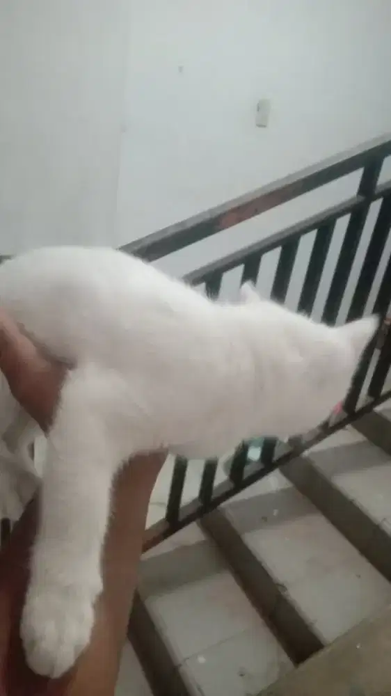 Kucing anggora putih Betina